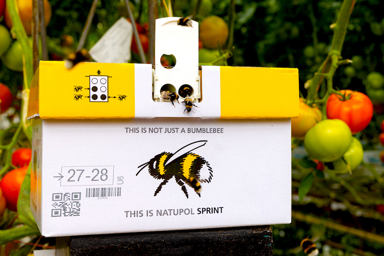 Koppert apresenta nova colmeia Natupol Sprint® para polinização mais rápida 